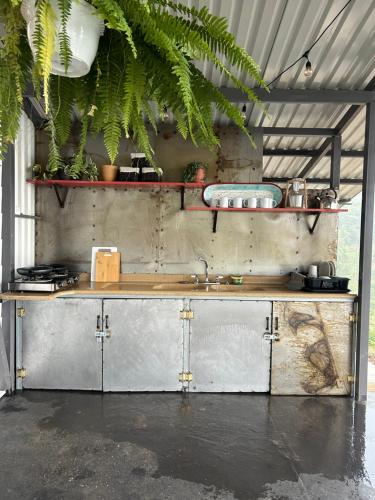 a kitchen with a counter with plants on the wall at Glamping La Mardo in Cartago