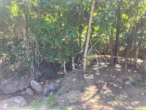 a group of trees and a river in a forest at Pousada Villa Del Bosque in Monte Verde