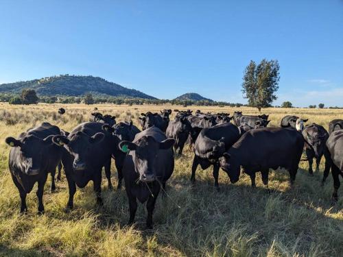 a herd of black cows standing in a field at Top Paddock Silo Stay in Forbes