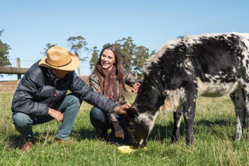 a man and a woman petting a cow in a field at Badger's View Farmstay GREEN HORNET Cabin in Railton
