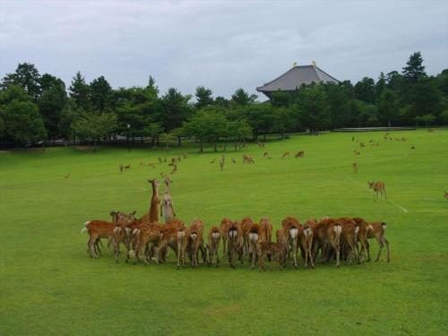 a herd of deer running in a field at Hotel New Wakasa in Nara