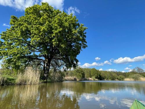 a tree in the middle of a lake at Leśna Osada in Bystrzyca