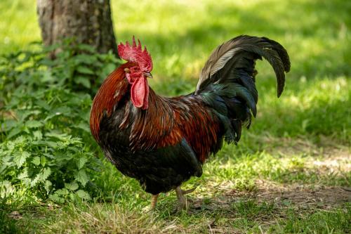 a rooster standing in the grass near a tree at Weingut Jakob`s Ruhezeit in Mautern