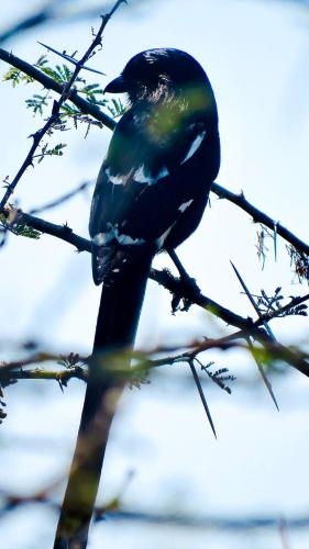 a black bird sitting on a tree branch at Ditholo Game Lodge Bela Bela in Bela-Bela