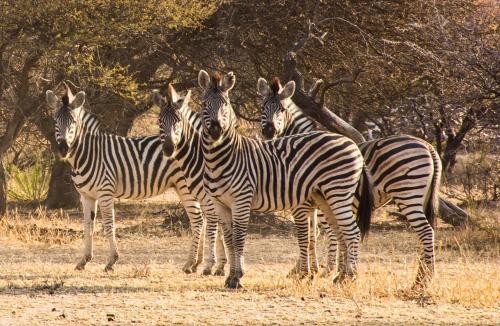 a group of zebras standing in a field at Ditholo Game Lodge Bela Bela in Bela-Bela