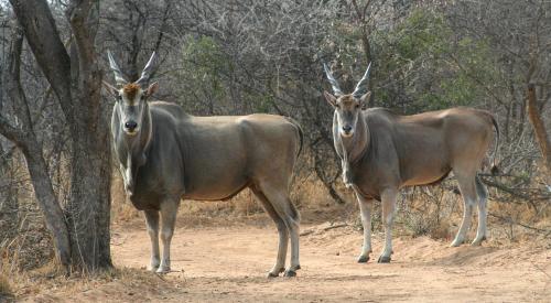 two animals with horns standing on a dirt road at Ditholo Game Lodge Bela Bela in Bela-Bela