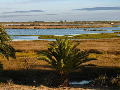 a palm tree in the middle of a marsh with water at Velddrif Riverside Guesthouse in Velddrif