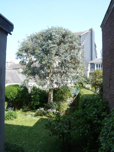 un arbre au milieu d'une cour dans l'établissement STUDIO MEUBLE DINARD RDC DROITE, à Dinard