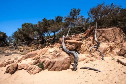 a couple of trees on top of some rocks at Residence I Mirti in Porto Pozzo