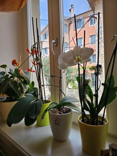 a group of potted plants sitting on a window sill at Guesthouse Villa Marija in Motovun