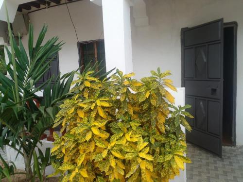 a bunch of yellow flowers in front of a building at Ikulu house in Mapenya