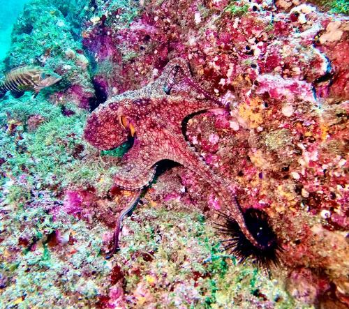 a large purple starfish on a colorful reef at Hotel Villa Del Sol in Coco