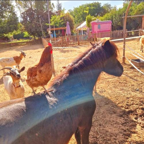 un cheval et un poulet debout au-dessus d'un creux dans l'établissement nuitée à la ferme, à Jouques