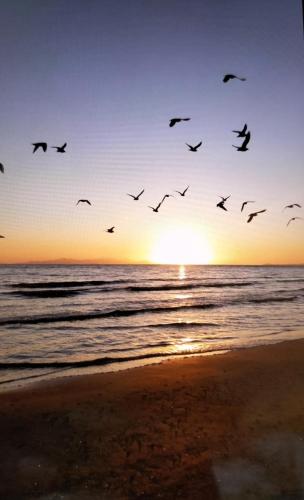 a flock of birds flying over the ocean at sunset at Casa vacanza Pino in Follonica
