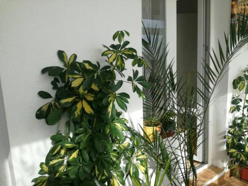 Вила Кичево في مدينة فارنا: مجموعة من النباتات جالسة بجوار الجدار