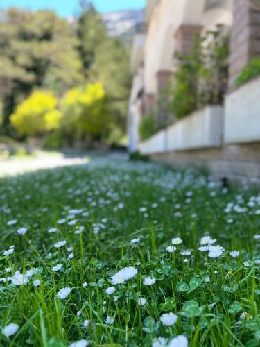 a field of white flowers in the grass at Hotel Alpin Llogara in Llogara