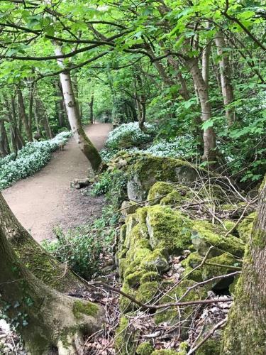 a dirt path in a forest with trees and plants at River Airebnb in Bradford
