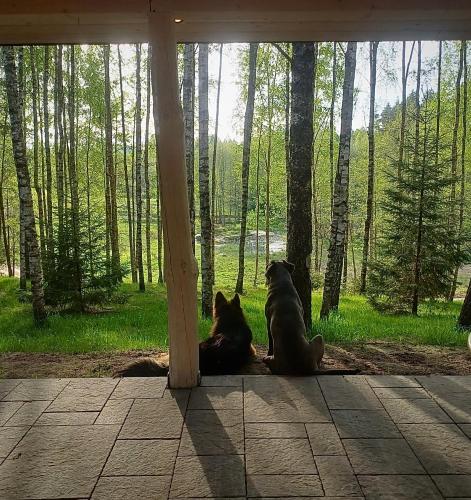 two dogs sitting in the shade of a tent at Leśne Klimaty in Smolniki
