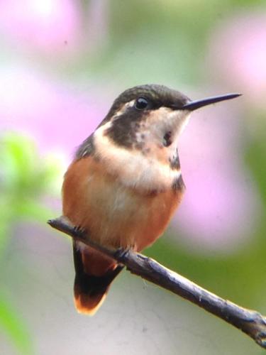 a small bird sitting on a tree branch at Casa Divina Eco Lodge in Mindo