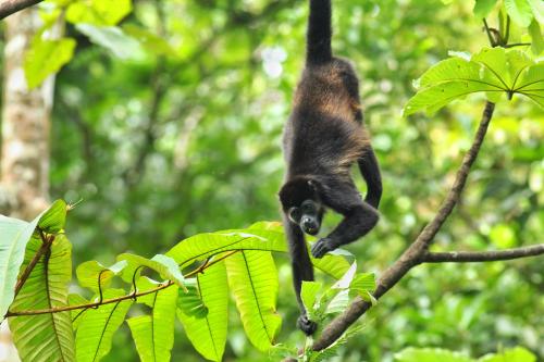 a black and brown monkey hanging from a tree branch at Las Arrieras Nature Reserve and Ecolodge in Horquetas