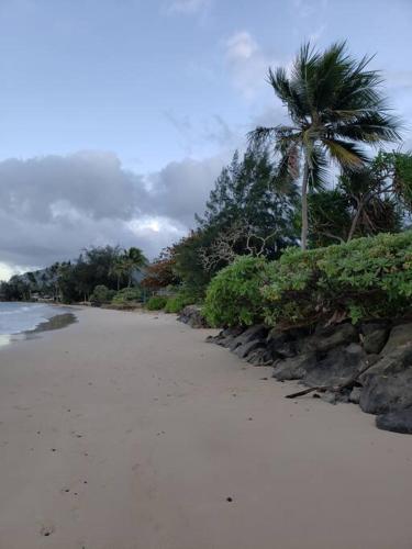 a beach with a palm tree in the distance at Moeʻuhane Kai Beach Front Home in Hauula