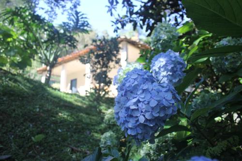 um ramo de flores azuis em frente a uma casa em Chalé na floresta com varanda em Ouro Preto