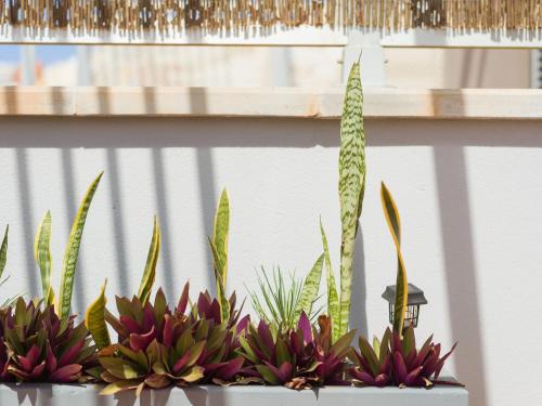 a row of plants sitting on a shelf at Casa Maresía Penthouse - Pool & Beach in Sardina