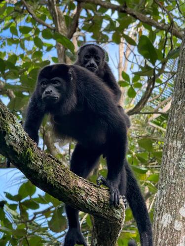 two chimpanzees are sitting on a tree branch at Casa Mamré in Cahuita