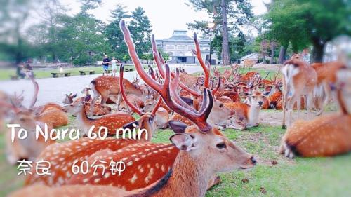 a herd of deer laying on the grass at Yoshi do Kulnn2Close to USJ Expo and direct access to Kansai Airport Kyocera Sports Museum Namba吉徳家庭旅館2近USJ空庭菓匠温泉萬博会海游館難波梅田關西空港直達京セラドーム in Osaka