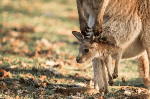 a baby kangaroo standing next to its mother at Beach Views on Excellent Studio 27 - Belle Escapes Jervis Bay in Vincentia