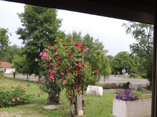 un arbusto de rosas rosas en un cementerio en LE JARDIN D AURELIE en Sainte-Livrade-sur-Lot