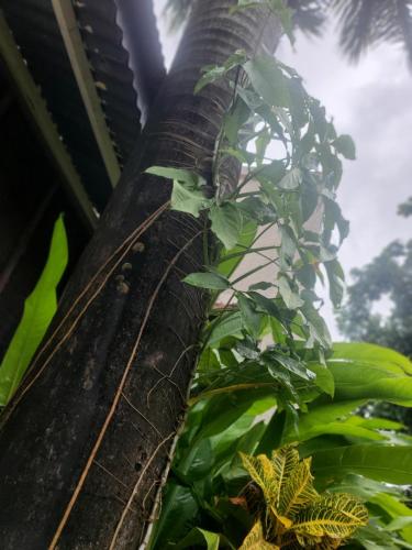 a palm tree with a plant growing on it at L&J Modern Backpackers Kinondoni in Dar es Salaam