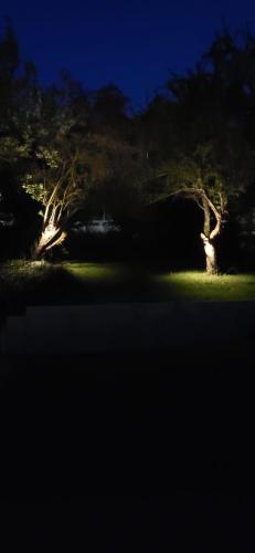 two trees in a field at night at Ferienhaus Am Reilsbach in Cochem