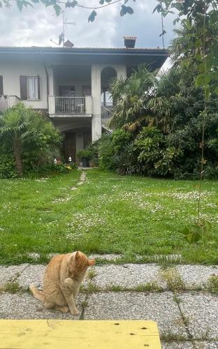an orange cat sitting in front of a house at Il giardino di Emilia - Intero appartamento in villa con giardino privato e piscina estiva in Pontirolo Nuovo