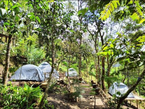 un groupe de tentes dans une forêt plantée d'arbres dans l'établissement Nebula Nest Tent Camping Munnar, à Munnar