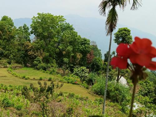 a red flower in a field with a palm tree at SAI´S GRACE in Kalimpong