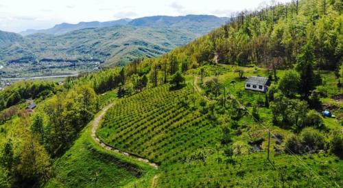 a house on top of a hill with a vineyard at Estate Vukadinovic in Mojkovac