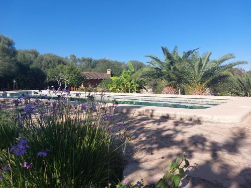 a swimming pool with purple flowers in front of it at Finca Sa Cova Vella in Manacor