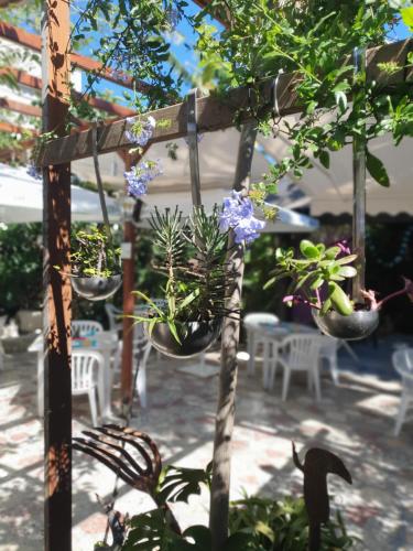 a group of potted plants hanging from a pergola at Hostal Mi Campaña in Denia