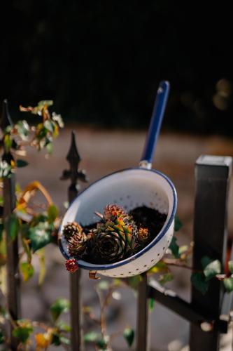 a pot with a plant inside of it at Casa Luana in Roč