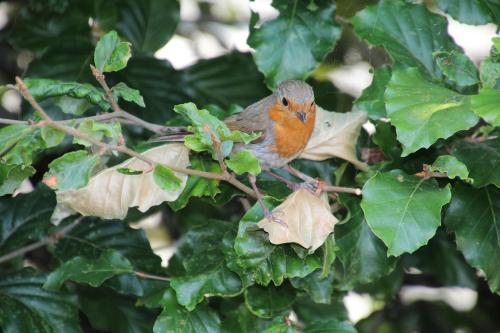 a small bird perched on a tree branch at Natuurhuisje aan Duinrand in Soest