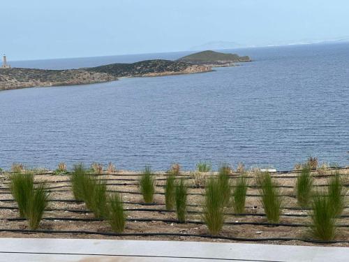 a row of plants in front of a body of water at Syros Soul Private Pool Suites in Ermoupoli