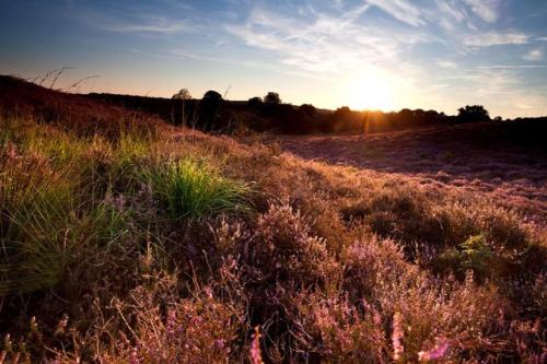 a field of grass with the sun setting in the background at 4-persoons Tiny Lodge in Voorthuizen