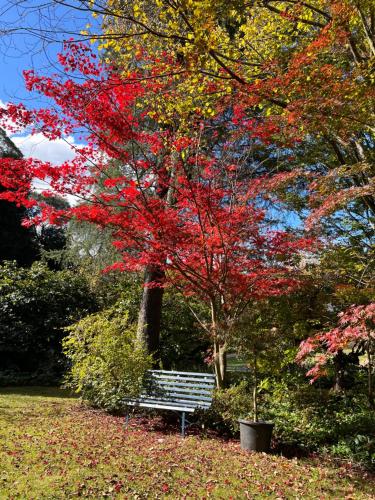 Κήπος έξω από το Morisset Cottage Blackheath