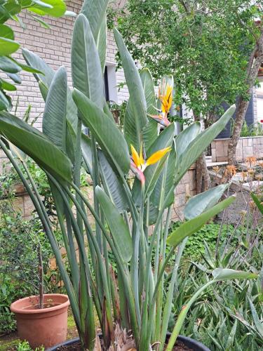 a plant with yellow flowers and green leaves at Guesthouse Tamara in Lovište