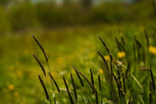a close up of blades of grass in a field at Bieszczadzkie Siedlisko in Polańczyk