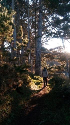 une personne se promenant sur un sentier dans une forêt dans l'établissement Tente 2 places installée sur emplacement commun, à Plestin-les-Grèves