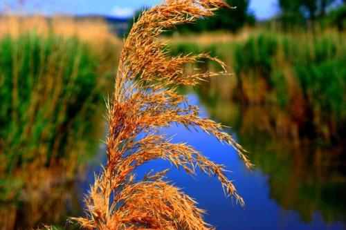 a close up of a plant in front of a body of water at Self Check-in Self Catering Apartment mit Seeblick und Klimaanlage - Neusiedlersee in Breitenbrunn