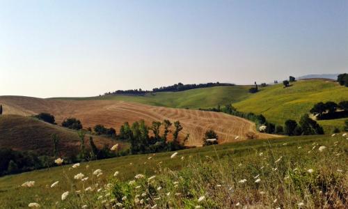 a field of green hills with a dirt road at San Lorenzo Agriturismo in Buonconvento