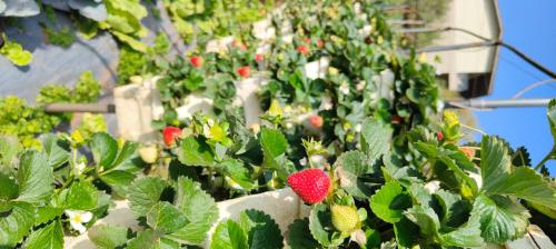 a bunch of strawberry plants in a greenhouse at Woodland farm vila in Mahabaleshwar